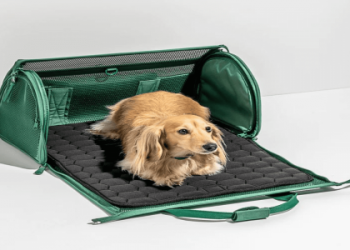 10 Expert Secrets for Choosing Pet Luxury Accessories That Make a Real Difference