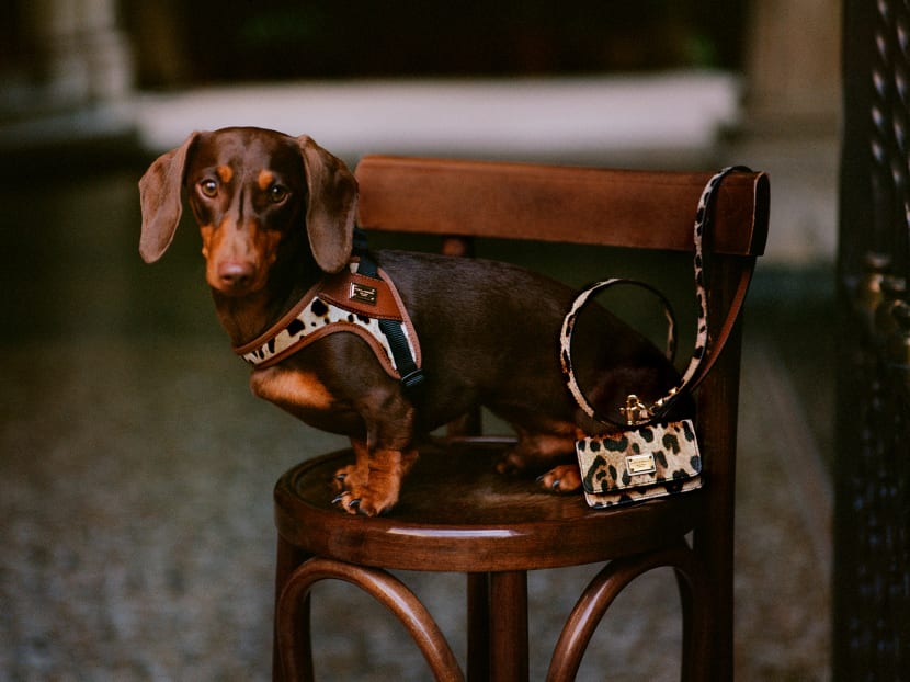 10 Expert Secrets for Choosing Pet Luxury Accessories That Make a Real Difference