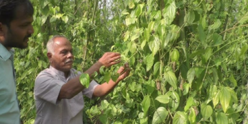 The Ultimate Guide to Finding Fresh Betel Leaves Near Me: 7 Proven Methods