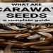 The Ultimate Guide to Caraway Seeds vs Ajwain: Differences, Uses, and Health Benefits