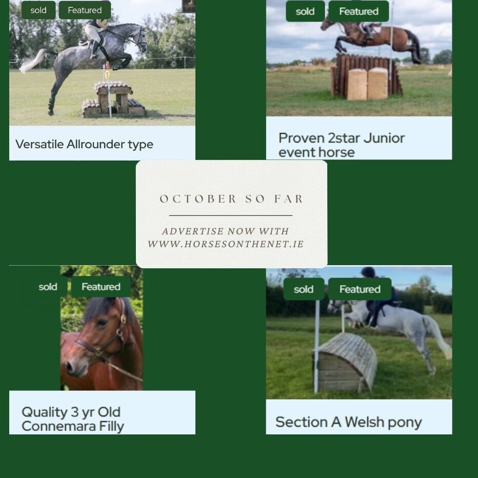 The Ultimate Guide to Finding and Buying Irish Sport Horses for Sale: A Step-by-Step Process