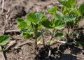 The Ultimate Guide to November Soybean Futures: Strategies, Analysis, and Trading Insights