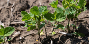 The Ultimate Guide to November Soybean Futures: Strategies, Analysis, and Trading Insights