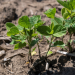 The Ultimate Guide to November Soybean Futures: Strategies, Analysis, and Trading Insights
