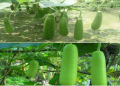 The Ultimate Guide to Japanese Bottle Gourd: Cultivation, Uses, and Health Benefits