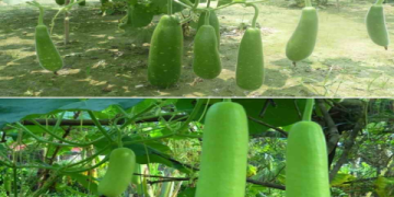 The Ultimate Guide to Japanese Bottle Gourd: Cultivation, Uses, and Health Benefits
