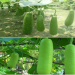 The Ultimate Guide to Japanese Bottle Gourd: Cultivation, Uses, and Health Benefits