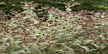 The Ultimate Guide to a Bunch of Mint Leaves: From Selection to 10 Creative Uses