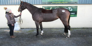 The Ultimate Guide to Finding and Buying Irish Sport Horses for Sale: A Step-by-Step Process