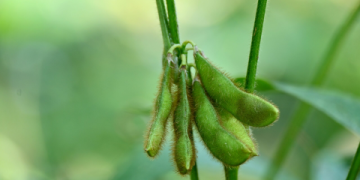 The Ultimate Guide to Split Black Gram: Nutrition, Benefits, and How to Cook It Perfectly