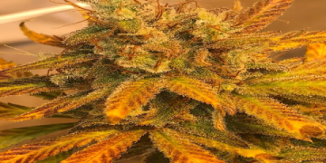 The Ultimate Guide to Colombian Gold 1972 Seeds: History, Cultivation, and Legacy